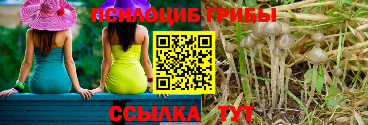 Псилоцибиновые грибы GOLDEN TEACHER  Галлюциногенные грибы Cubensis  Александров  Вход с VPN 